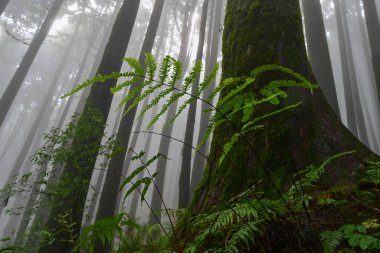 Meşhur çam ağacında eğrelti otu, bilimsel adı Pinus, Lepchajagat ormanı, Darjeeling, Batı Bengal, Hindistan. Himalayalar 'ın gür yeşillik manzarası sisli muson havası.