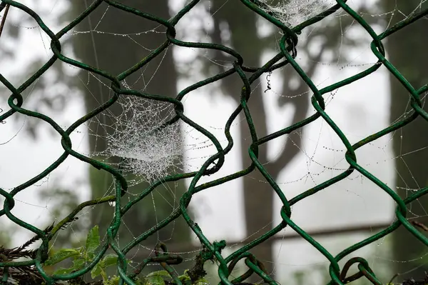 Mahakal Tapınağı 'ndaki örümcek ağındaki çiy damlaları ya da Mahakal Mandir, Darjeeling' deki muson yağmurları, Batı Bengal, Hindistan.