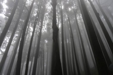 Meşhur çam ağacının sisli ormanının, bilimsel adı Pinus olan Lepchajagat ormanının, Darjeeling 'in, Batı Bengal' in, Hindistan 'ın aşağısından manzara. Himalayalar 'ın gür yeşillik manzarası sisli muson havası.