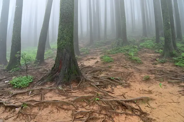 Meşhur çam ağacının sisli ormanlarında ağaç kökleri, bilimsel adı Pinus, Lepchajagat ormanı, Darjeeling, Batı Bengal, Hindistan. Himalayalar 'ın gür yeşillik manzarası sisli muson havası.