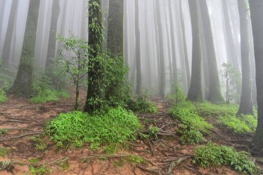 Meşhur çam ağacının sisli ormanları, bilimsel adı Pinus, Lepchajagat ormanı, Darjeeling, Batı Bengal, Hindistan. Himalayalar 'ın gür yeşillik manzarası sisli muson havası.