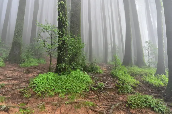 Meşhur çam ağacının sisli ormanları, bilimsel adı Pinus, Lepchajagat ormanı, Darjeeling, Batı Bengal, Hindistan. Himalayalar 'ın gür yeşillik manzarası sisli muson havası.