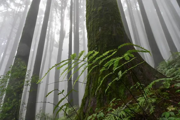 Meşhur çam ağacında eğrelti otu, bilimsel adı Pinus, Lepchajagat ormanı, Darjeeling, Batı Bengal, Hindistan. Himalayalar 'ın gür yeşillik manzarası sisli muson havası.