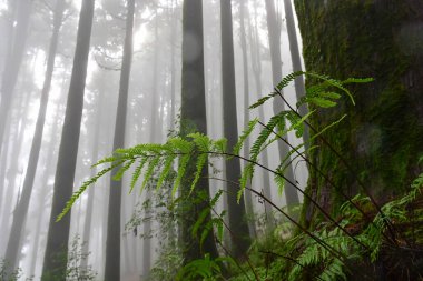 Meşhur çam ağacında eğrelti otu, bilimsel adı Pinus, Lepchajagat ormanı, Darjeeling, Batı Bengal, Hindistan. Himalayalar 'ın gür yeşillik manzarası sisli muson havası.