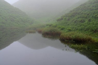 Güzel sisli ve sisli muson bahçeleri. Darjeeling, Batı Benga, Hindistan.