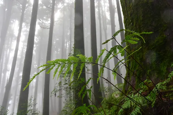 Meşhur çam ağacında eğrelti otu, bilimsel adı Pinus, Lepchajagat ormanı, Darjeeling, Batı Bengal, Hindistan. Himalayalar 'ın gür yeşillik manzarası sisli muson havası.