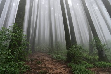 Meşhur çam ağacının sisli ormanları, bilimsel adı Pinus, Lepchajagat ormanı, Darjeeling, Batı Bengal, Hindistan. Himalayalar 'ın gür yeşillik manzarası sisli muson havası.