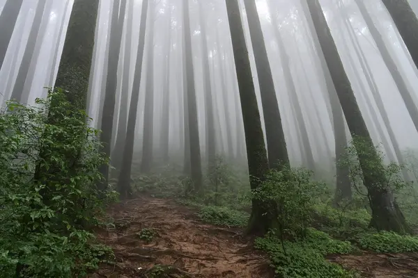 Meşhur çam ağacının sisli ormanları, bilimsel adı Pinus, Lepchajagat ormanı, Darjeeling, Batı Bengal, Hindistan. Himalayalar 'ın gür yeşillik manzarası sisli muson havası.