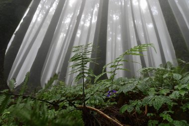Meşhur çam ağacının sisli ormanının, bilimsel adı Pinus olan Lepchajagat ormanının, Darjeeling 'in, Batı Bengal' in, Hindistan 'ın aşağısından manzara. Himalayalar 'ın gür yeşillik manzarası sisli muson havası.