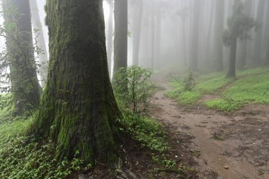 Meşhur çam ağacının sisli ormanları, bilimsel adı Pinus, Lepchajagat ormanı, Darjeeling, Batı Bengal, Hindistan. Himalayalar 'ın gür yeşillik manzarası sisli muson havası.