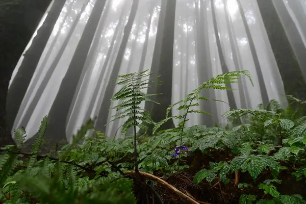 Meşhur çam ağacının sisli ormanının, bilimsel adı Pinus olan Lepchajagat ormanının, Darjeeling 'in, Batı Bengal' in, Hindistan 'ın aşağısından manzara. Himalayalar 'ın gür yeşillik manzarası sisli muson havası.