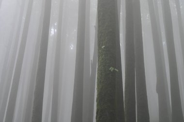 Meşhur çam ağacının sisli ormanının, bilimsel adı Pinus olan Lepchajagat ormanının, Darjeeling 'in, Batı Bengal' in, Hindistan 'ın aşağısından manzara. Himalayalar 'ın gür yeşillik manzarası sisli muson havası.