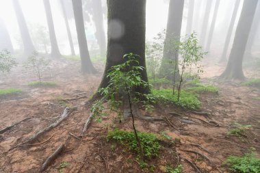 Ünlü çam ağacındaki yeşil bitkilerin çalıları, bilimsel adı Pinus, Lepchajagat ormanı, Darjeeling, Batı Bengal, Hindistan. Himalayalar 'ın gür yeşillik manzarası sisli muson havası.