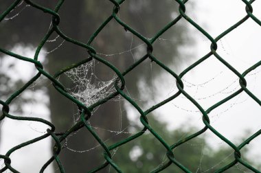 Mahakal Tapınağı 'ndaki örümcek ağındaki çiy damlaları ya da Mahakal Mandir, Darjeeling' deki muson yağmurları, Batı Bengal, Hindistan.