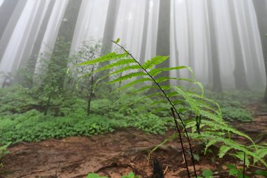 Meşhur çam ağacında eğrelti otu, bilimsel adı Pinus, Lepchajagat ormanı, Darjeeling, Batı Bengal, Hindistan. Himalayalar 'ın gür yeşillik manzarası sisli muson havası.