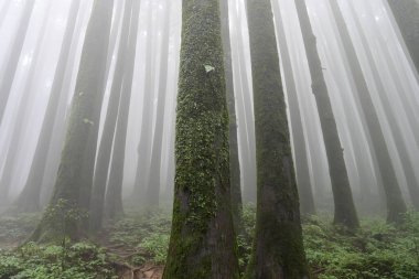 Çam ağacında yeşil bitkiler ve yosunlar, bilimsel adı pinus, Lepchajagat ormanı, Darjeeling, Batı Bengal, Hindistan. Himalayalar 'ın gür yeşillik manzarası sisli muson havası.