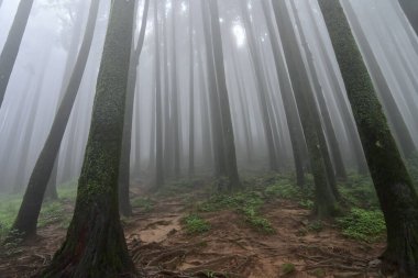 Çam ağacında yeşil bitkiler ve yosunlar, bilimsel adı pinus, Lepchajagat ormanı, Darjeeling, Batı Bengal, Hindistan. Himalayalar 'ın gür yeşillik manzarası sisli muson havası.