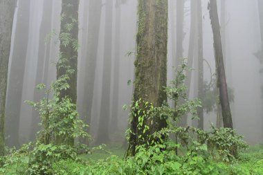 Meşhur çam ağacının sisli ormanları, bilimsel adı Pinus, Lepchajagat ormanı, Darjeeling, Batı Bengal, Hindistan. Himalayalar 'ın gür yeşillik manzarası sisli muson havası.