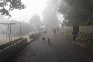 Darjeeling, Batı Bengal, Hindistan -11.08.2023: Darjeeling, Batı Bengal, Hindistan 'daki Darjeeling alışveriş merkezinde sisli bir sabahta koşan sağlık bilinci olan genç adam. Spor giyimli, genç Himalaya yaşam tarzı.