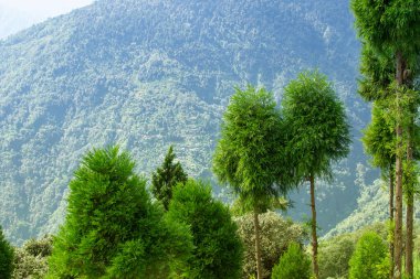 Himalaya dağlarının yeşil ormanlarının manzaralı güzelliği Okhrey, Sikkim, Hindistan. Okhrey köyü Sikkim 'in ücra bir köşesinde sakin Himalaya dağları turistler tarafından dinleniyor..