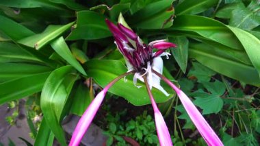 Lily 'nin çiçek yapraklarının üzerine düşen yağmur damlalarının güzel bir HD videosu, sanatsal doğa görüntüsü. Howrah, Batı Bengal, Hindistan.