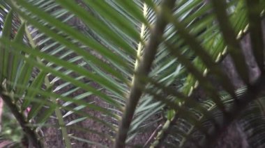 Selvi familyasının yeşil yaprakları yavaş hareket ediyor. Howrah, Batı Bengal, Hindistan. Selvi, çeşitli kozalaklı ağaçlar için yaygın bir isimdir..