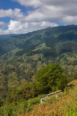 Mısır ya da mısır, zea mays, arka planda Himalaya sıradağları, Okhrey köyündeki plantasyon. Okhrey, Sikkim, Hindistan 'da nefes alan, manzaralı doğal manzaralı uzak bir köydür..