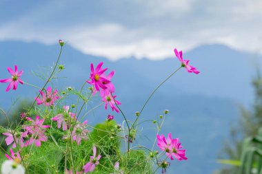 Pembe Kozmos Çiçeği, Kozmos bipinnatusu, Bahçe Kozmosu veya Meksika Aster, Borong, Sikkim, Hindistan 'daki Borong Köyü' nde. Mavi Kanchenjunga dağ sırası. Büyük Himalaya, Hindistan 'ın manzarası..