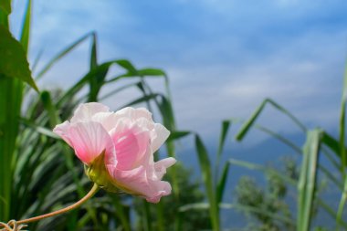 Hibiscus mutabilis, Konfederasyon gülü, Dixie rosemallow, Borong, Sikkim, Hindistan 'daki Borong Köyü' nde pamuk veya pamuk gülleri. Mavi Kanchenjunga sıradağları sabah,