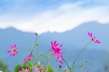 Pembe Kozmos Çiçeği, Kozmos bipinnatusu, Bahçe Kozmosu veya Meksika Aster, Borong, Sikkim, Hindistan 'daki Borong Köyü' nde. Mavi Kanchenjunga dağ sırası. Büyük Himalaya, Hindistan 'ın manzarası..