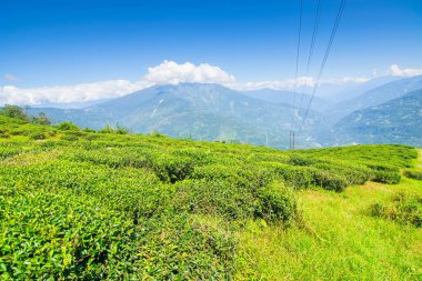 Ravangla, Sikkim 'in Temi Çay Bahçesi, güzel geniş çay tarlaları, yavaş yavaş eğimli tarlalar ve arka planda mavi gökyüzü. Sikkim 'de sadece bir çay bahçesi, dünyanın en iyilerinden biri..