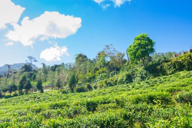 Ravangla, Sikkim 'in Temi Çay Bahçesi, güzel geniş çay tarlaları, yavaş yavaş eğimli tarlalar ve arka planda mavi gökyüzü. Sikkim 'de sadece bir çay bahçesi, dünyanın en iyilerinden biri..