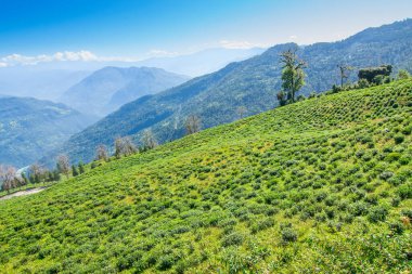 Ravangla, Sikkim 'in Temi Çay Bahçesi, güzel geniş çay tarlaları, yavaş yavaş eğimli tarlalar ve arka planda mavi gökyüzü. Sikkim 'de sadece bir çay bahçesi, dünyanın en iyilerinden biri..