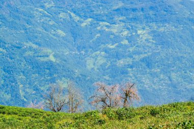 Kiraz çiçeği ya da sakura, Prunus alt cinsi Cerasus 'ta bulunan ağaçların çiçeğidir. Ravangla, Sikkim 'deki Temi Çay Bahçesi' nde kiraz ağaçları. Yavaş yavaş eğimli tarlalarda güzel, geniş çay tarlaları..