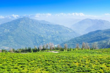Ravangla, Sikkim 'in Temi Çay Bahçesi, güzel geniş çay tarlaları, yavaş yavaş eğimli tarlalar ve arka planda mavi gökyüzü. Sikkim 'de sadece bir çay bahçesi, dünyanın en iyilerinden biri..