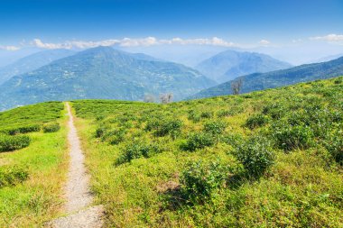 Ravangla, Sikkim 'deki Temi Çay Bahçesi' ne giden bir yol. Arkasında dağlar ve mavi gökyüzü olan aşamalı eğimli bir tarlada muazzam bir çay tarlası. Sikkim 'de sadece bir çay bahçesi..