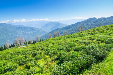 Ravangla, Sikkim 'in Temi Çay Bahçesi, güzel geniş çay tarlaları, yavaş yavaş eğimli tarlalar ve arka planda mavi gökyüzü. Sikkim 'de sadece bir çay bahçesi, dünyanın en iyilerinden biri..
