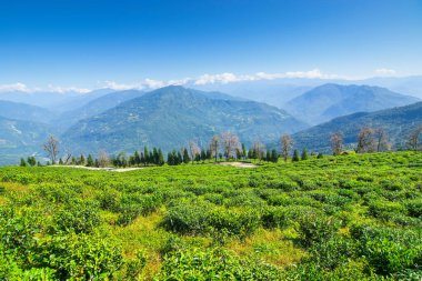 Ravangla, Sikkim 'in Temi Çay Bahçesi, güzel geniş çay tarlaları, yavaş yavaş eğimli tarlalar ve arka planda mavi gökyüzü. Sikkim 'de sadece bir çay bahçesi, dünyanın en iyilerinden biri..