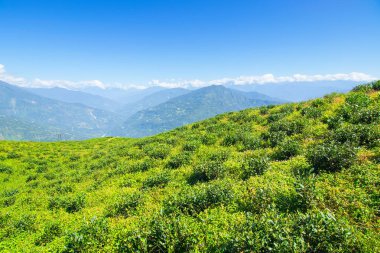 Ravangla, Sikkim 'in Temi Çay Bahçesi, güzel geniş çay tarlaları, yavaş yavaş eğimli tarlalar ve arka planda mavi gökyüzü. Sikkim 'de sadece bir çay bahçesi, dünyanın en iyilerinden biri..