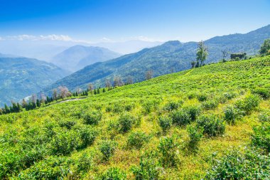 Ravangla, Sikkim 'in Temi Çay Bahçesi, güzel geniş çay tarlaları, yavaş yavaş eğimli tarlalar ve arka planda mavi gökyüzü. Sikkim 'de sadece bir çay bahçesi, dünyanın en iyilerinden biri..