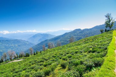 Ravangla, Sikkim 'in Temi Çay Bahçesi, güzel geniş çay tarlaları, yavaş yavaş eğimli tarlalar ve arka planda mavi gökyüzü. Sikkim 'de sadece bir çay bahçesi, dünyanın en iyilerinden biri..