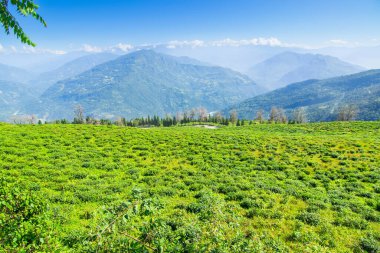 Ravangla, Sikkim 'in Temi Çay Bahçesi, güzel geniş çay tarlaları, yavaş yavaş eğimli tarlalar ve arka planda mavi gökyüzü. Sikkim 'de sadece bir çay bahçesi, dünyanın en iyilerinden biri..