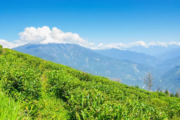 Ravangla, Sikkim 'in Temi Çay Bahçesi, güzel geniş çay tarlaları, yavaş yavaş eğimli tarlalar ve arka planda mavi gökyüzü. Sikkim 'de sadece bir çay bahçesi, dünyanın en iyilerinden biri..