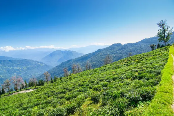 Ravangla, Sikkim 'in Temi Çay Bahçesi, güzel geniş çay tarlaları, yavaş yavaş eğimli tarlalar ve arka planda mavi gökyüzü. Sikkim 'de sadece bir çay bahçesi, dünyanın en iyilerinden biri..