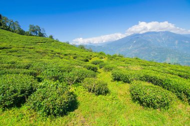 Ravangla, Sikkim 'in Temi Çay Bahçesi, güzel geniş çay tarlaları, yavaş yavaş eğimli tarlalar ve arka planda mavi gökyüzü. Sikkim 'de sadece bir çay bahçesi, dünyanın en iyilerinden biri..