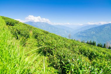 Ravangla, Sikkim 'in Temi Çay Bahçesi, güzel geniş çay tarlaları, yavaş yavaş eğimli tarlalar ve arka planda mavi gökyüzü. Sikkim 'de sadece bir çay bahçesi, dünyanın en iyilerinden biri..
