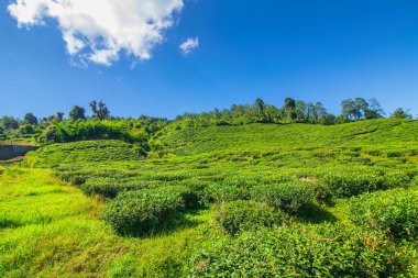 Ravangla, Sikkim 'in Temi Çay Bahçesi, güzel geniş çay tarlaları, yavaş yavaş eğimli tarlalar ve arka planda mavi gökyüzü. Sikkim 'de sadece bir çay bahçesi, dünyanın en iyilerinden biri..