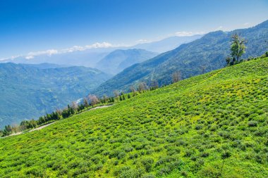 Ravangla, Sikkim 'in Temi Çay Bahçesi, güzel geniş çay tarlaları, yavaş yavaş eğimli tarlalar ve arka planda mavi gökyüzü. Sikkim 'de sadece bir çay bahçesi, dünyanın en iyilerinden biri..