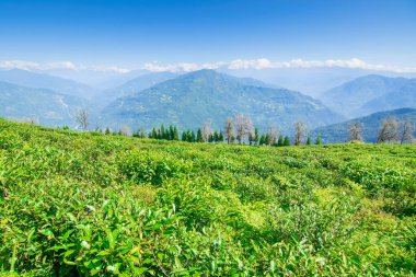 Ravangla, Sikkim 'in Temi Çay Bahçesi, güzel geniş çay tarlaları, yavaş yavaş eğimli tarlalar ve arka planda mavi gökyüzü. Sikkim 'de sadece bir çay bahçesi, dünyanın en iyilerinden biri..