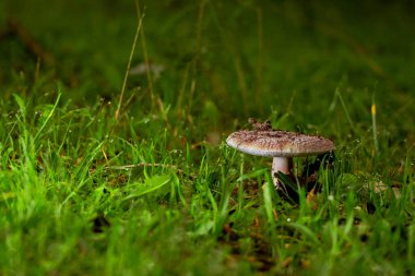 Amanita falloides zehirli mantar, genellikle ölüm şapkası olarak bilinir.